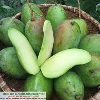 Cây giống xoài thái hạt lép