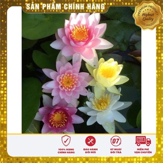 5 Hạt giống Súng thái (kèm Hướng dẫn ươm) VIETSEED