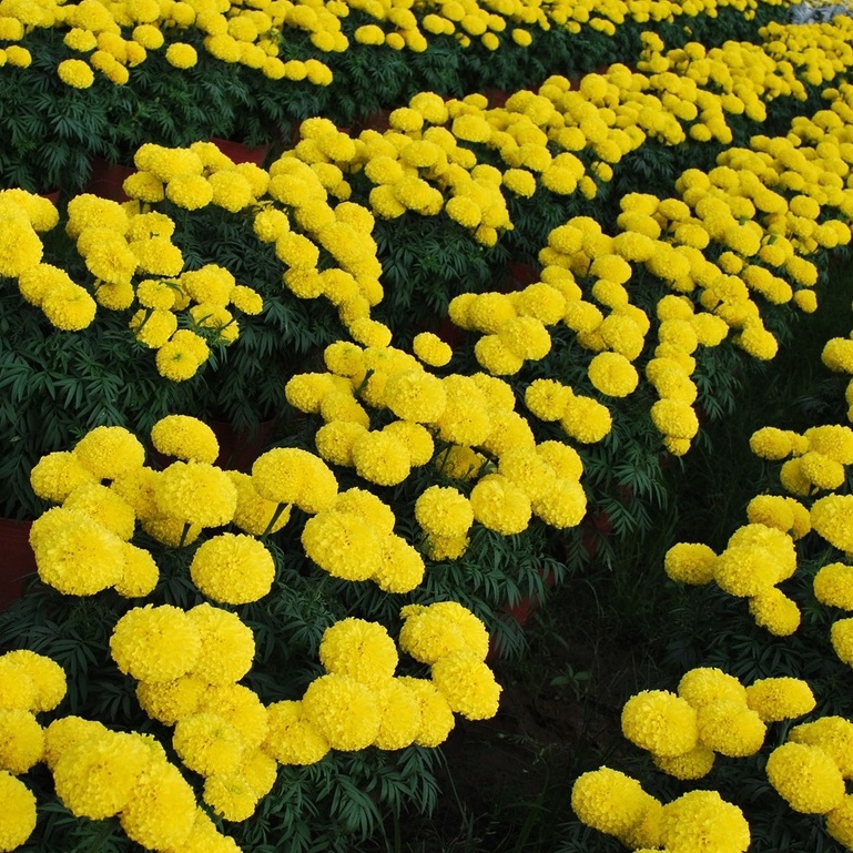 Hạt giống hoa Vạn Thọ vàng chanh Lở F1 - 30 hạt -