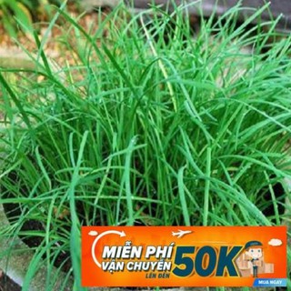 1g Hạt giống Hẹ