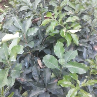 Buoi  ruột do không hạt (Thái Lan)