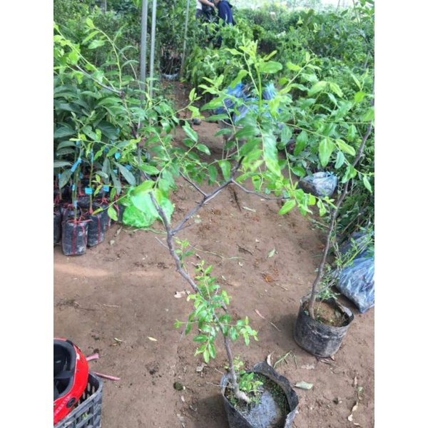TÁO TÀU DẸT CÂY ỔN ĐỊNH