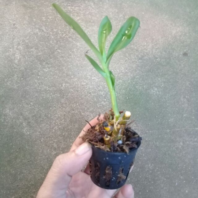 100 Cốc mô trồng lan