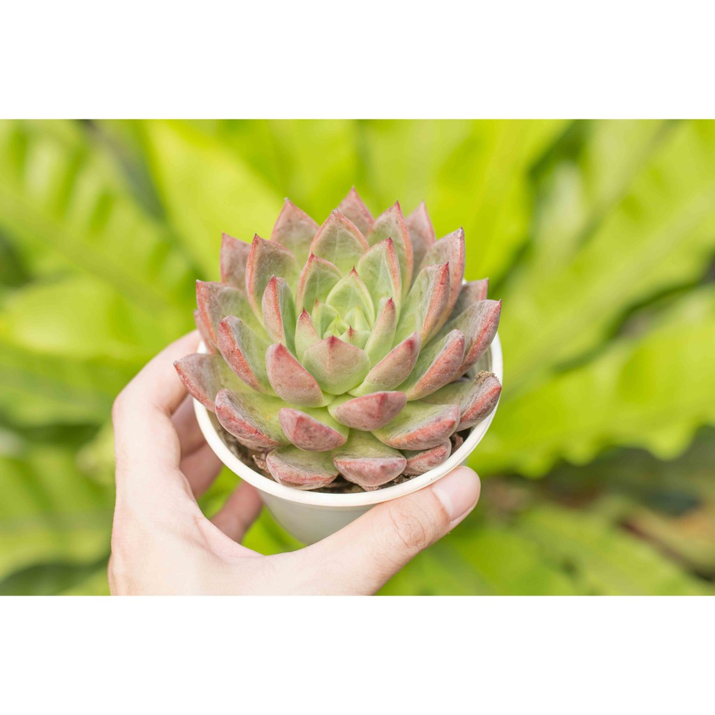 Sen đá mận đỏ cỡ vừa 9-11cm
