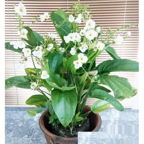 Cây bách thuỷ tiên thái thuỷ sinh🌳Freeship🌳 - bách thuỷ tiên kép - 1 cây chiết ♥️Giảm Giá Sốc♥️