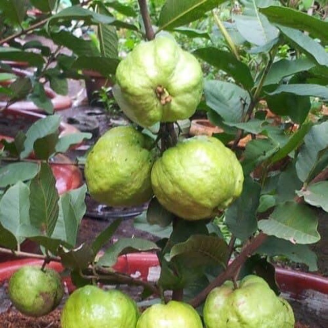 Cây giống ổi nữ hoàng