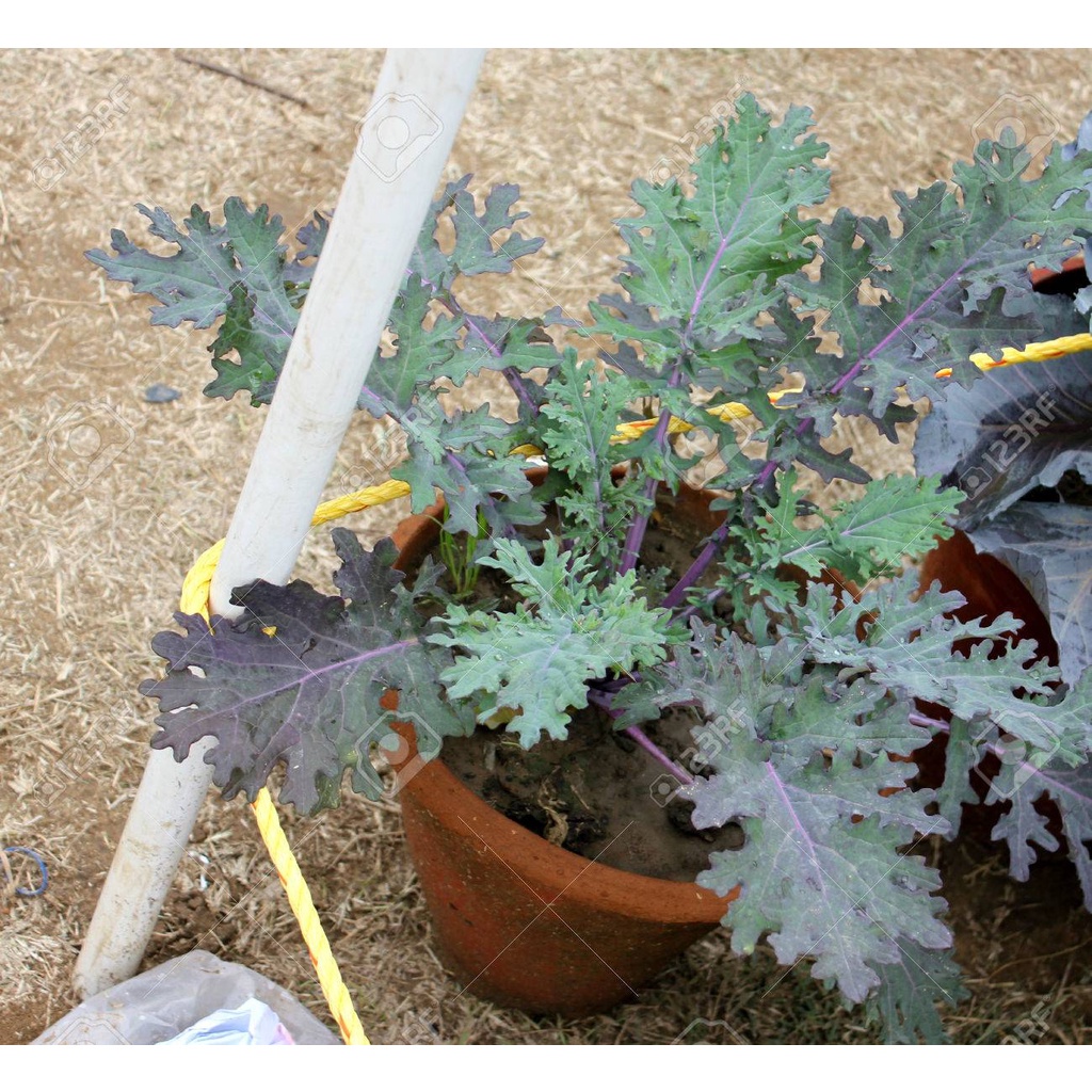 Hạt giống Cải Kale Rong Biển Đỏ (Buda Kale) F1 Nhập khẩu Mỹ - 200 hạt