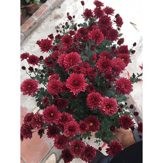 cây giống cúc cổ sơn la hàng trồng bầu ổn định