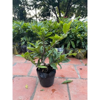 Mai Vàng Bonsai