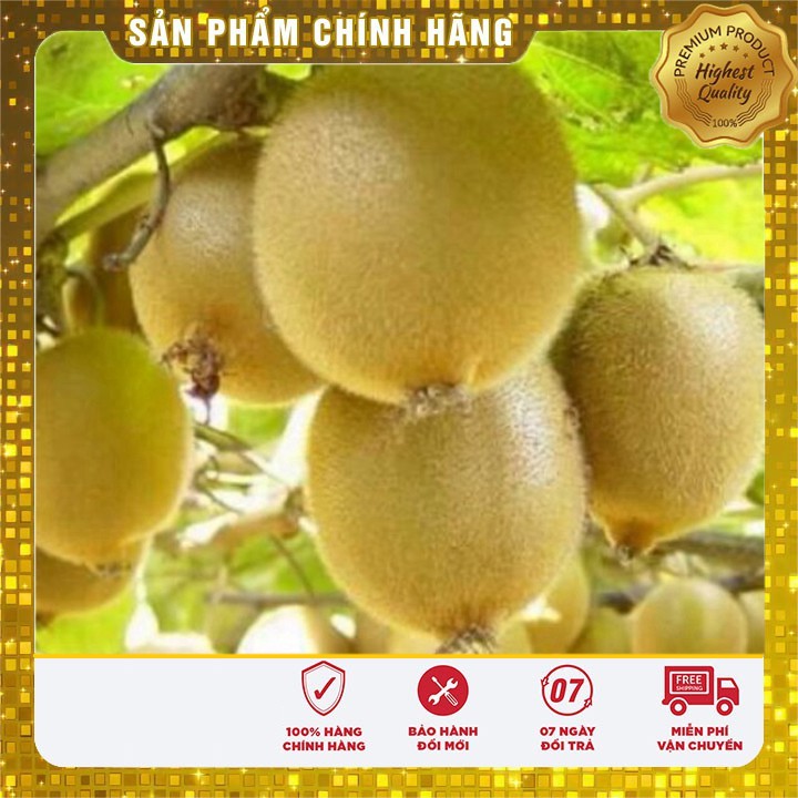 Hạt giống Quả Kiwi VIP và cách gieo trồng hạt giống kiwi ( 30 hạt)