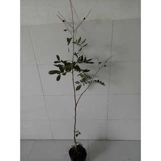 nhãn xuồng tím mau cho trái