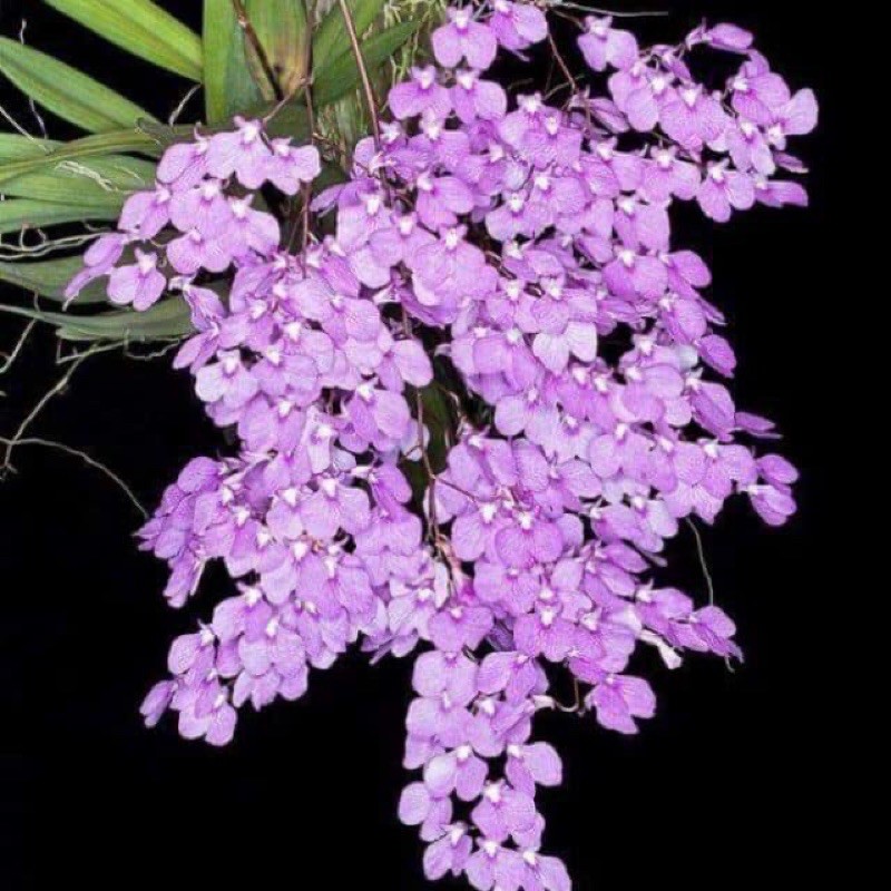 🍀HÀNG ĐẸP🍀Hoa Lan Vũ Nữ Pẻu