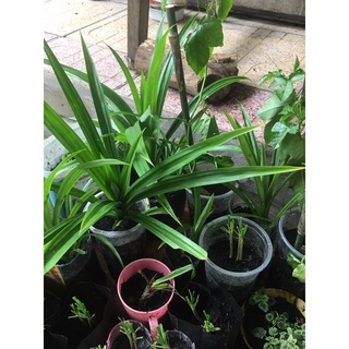 lá dứa hay lá nếp thơm