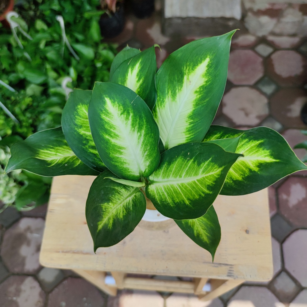 Cây sao sáng thủy sinh ,giúp lọc không khí phong thủy để bàn nội thất cao 25-30cm