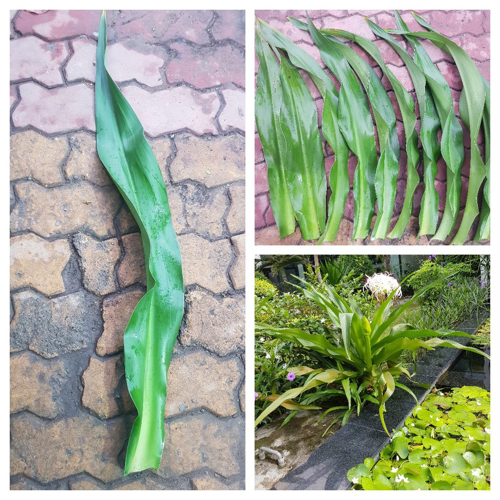 Phân hữu cơ CHUYÊN bón cho xương rồng sen đá, cây trong nhà