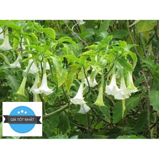 Gói 30 Hạt Giống Hoa Chuông - hoa loa kèn Đà Lạt Mix đủ màu ĐẾN MÙA TRỒNG TẾT