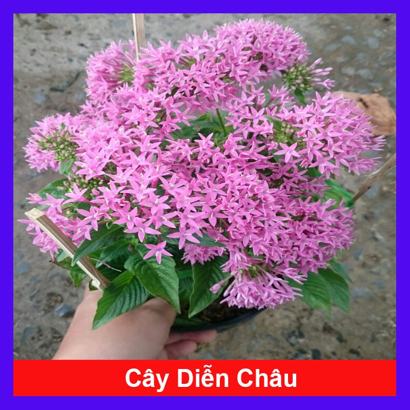 caykiengsadec - Cây Diễn Châu - Cây cảnh mini để bàn + Tặng phân bón cho cây mau lớn