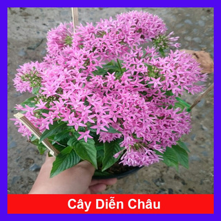 caykiengsadec - Cây Diễn Châu - Cây cảnh mini để bàn