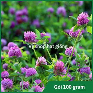 Gói 100g hạt giống cỏ ba lá hồng trồng thảm - khoảng 20.000 hạt