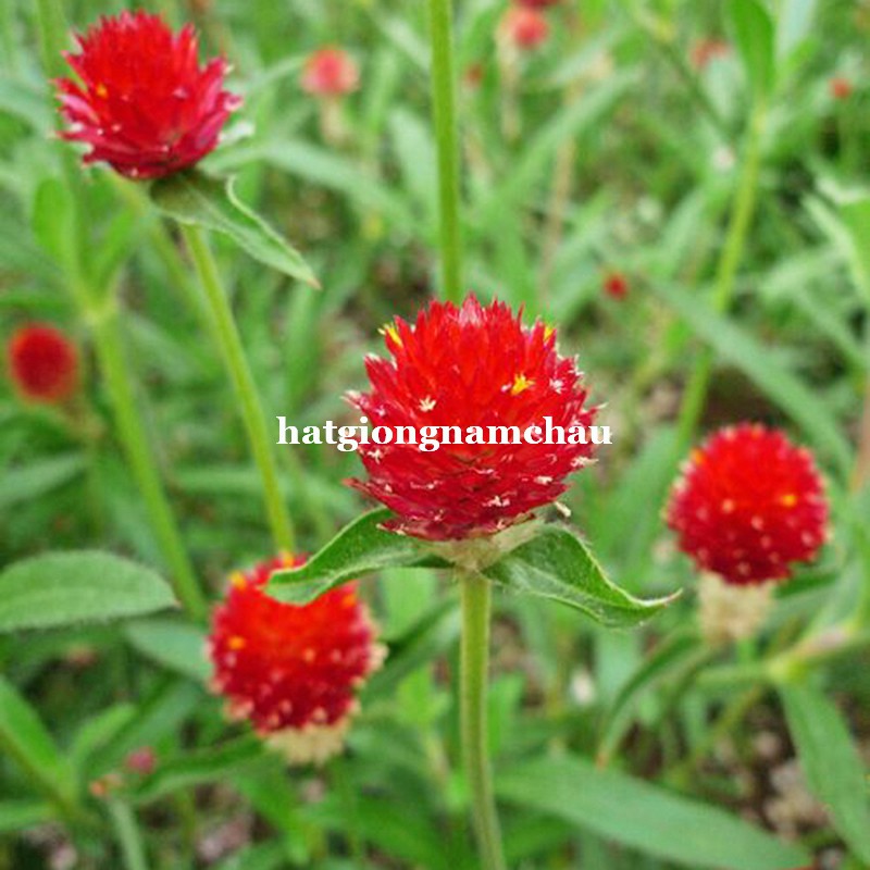 50 H - HẠT GIỐNG CÚC NÚT ÁO ĐỎ