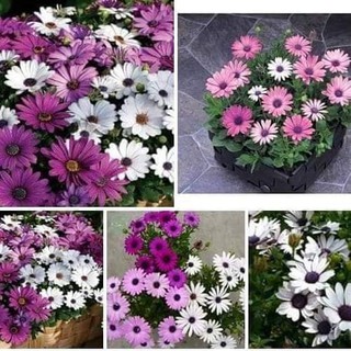 🌺🌸 HẠT GIỐNG HOA CÚC CHÂU PHI 🌸🌺