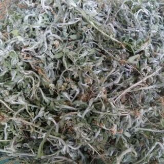 Lá khúc làm bánh khúc