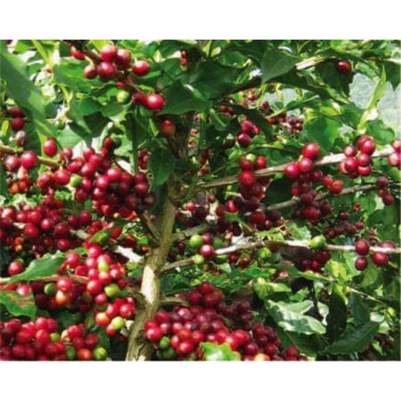 cây cà phê arabica giống