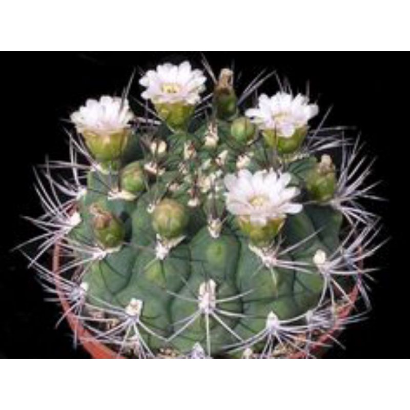 Sale 50%- Xương rồng tân thiên địa nhiều màu hoa chậu 5cm