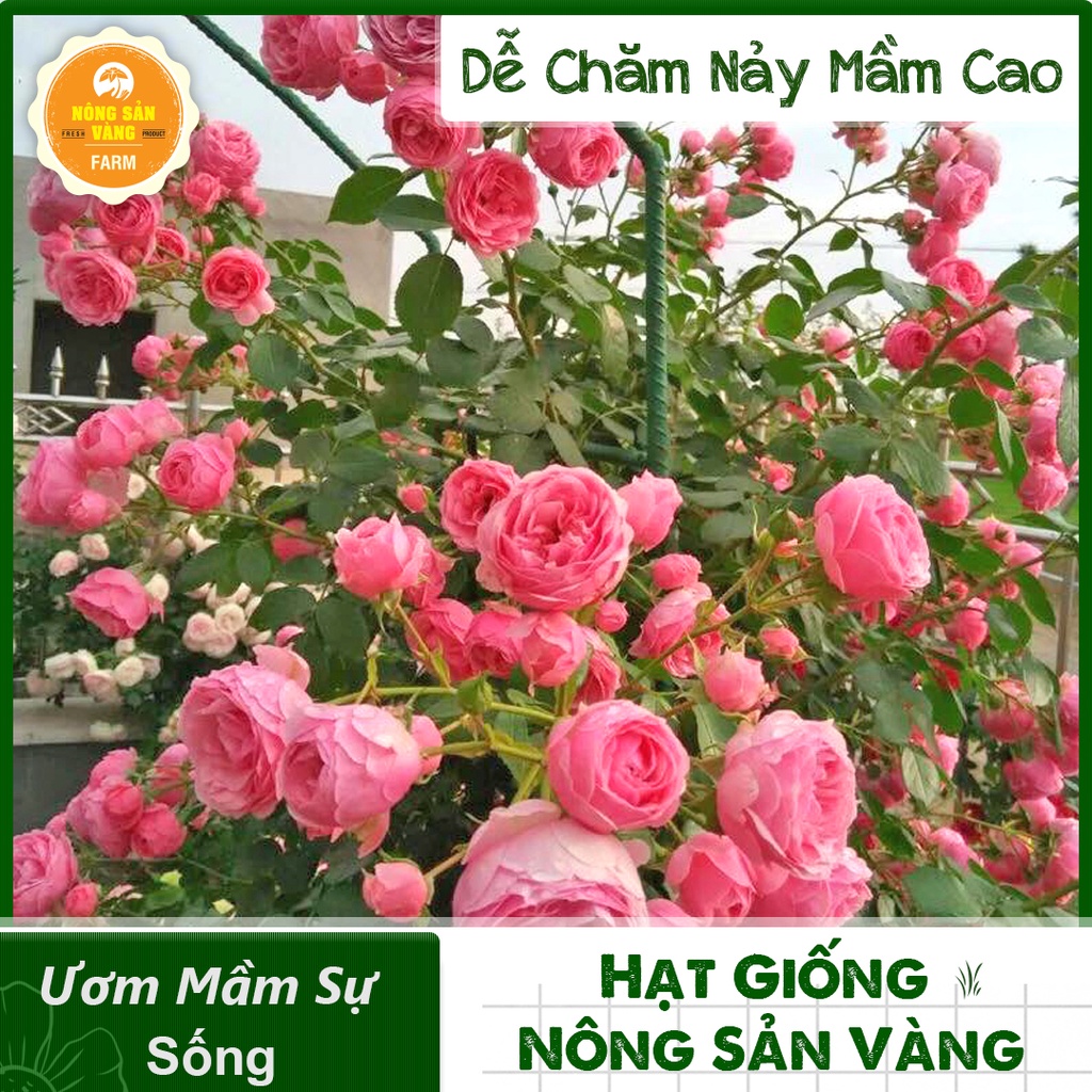 [HCM]Hạt giống Hoa Hồng Leo Pháp ( Gói 10 Hạt ) - Nông Sản Vàng