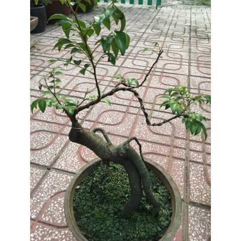 Bonsai khế