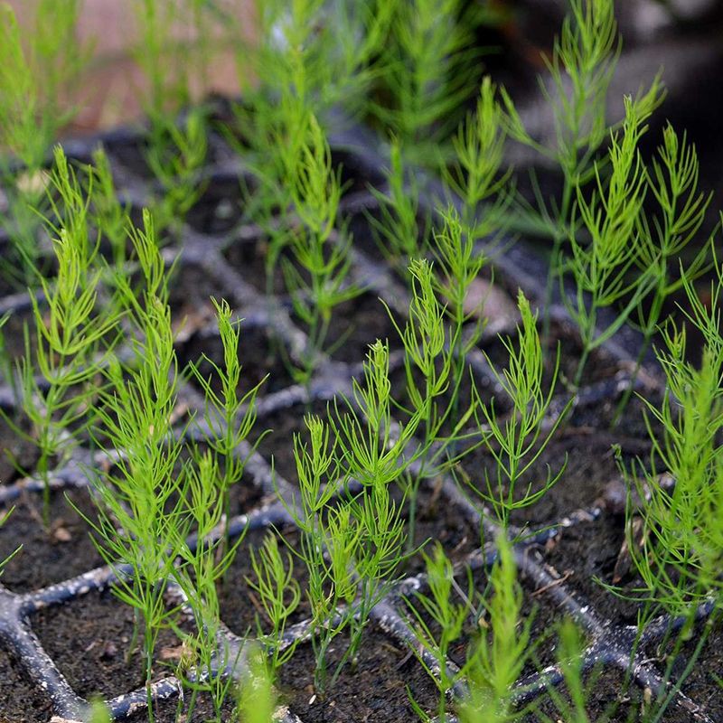 Hạt giống Măng tây California 10h SHOP MỚI KHYẾN MẠI GIÁNG SINH