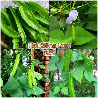 HẠT GIỐNG ĐẬU RỒNG - Siêu Trái, Rất Giòn, Món Ăn Tuyệt Vời.