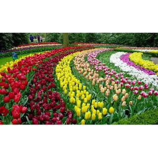 1 củ giống hoa tulip