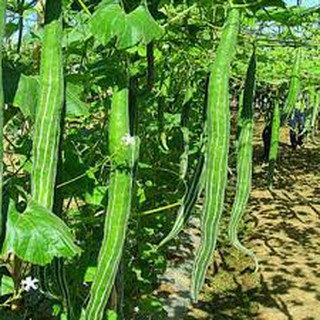 5 Hạt giống mướp rắn