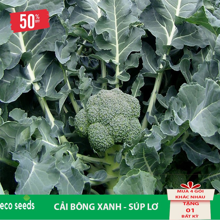 [Sale 50%] Hạt giống Bông Cải Xanh R2 Eco seeds - Súp Lơ KLT 500mg, Tỷ lệ nảy mầm cao, cây sinh trưởng và phát triển tốt