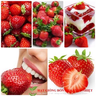 Hạt giống dâu tây mỹ đá chịu nhiệt bốn mùa 50 hạt