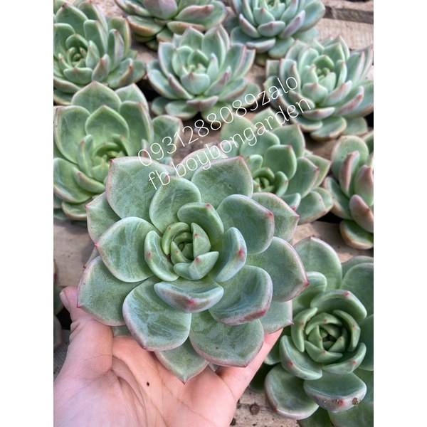 ❤ [FreeShip] ✈ [Có sẵn]