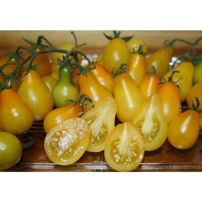 Hạt giống cà chua bi quả lê vàng rất sai quả, dễ trồng hơn 30 hạt