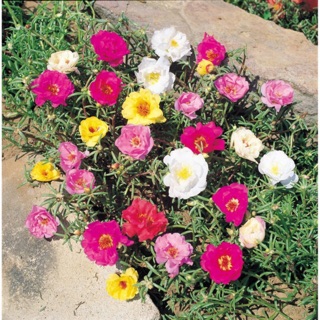 Hạt giống hoa mười giờ Mix 💐