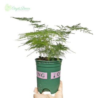 [CÂY ĐỂ BÀN] Cây thủy tùng (Cây lá măng) để bàn giúp thanh lọc không khí, trang trí và thư giãn - Ảnh chụp thật.