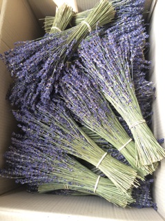 SỈ HOA LAVENDER