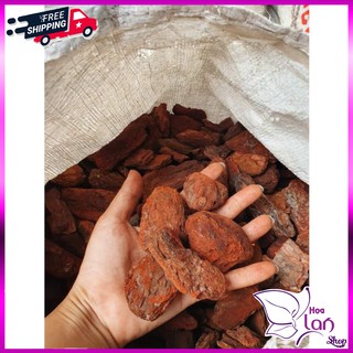 Vỏ Thông Trồng Lan ⚜️FREESHIP⚜️ size 2.5 - 4cm  Mài Cạnh Đã Qua Xử  Lý Dùng Để Lót Đáy Chậu, Túi 500G [ Loại Đẹp ]