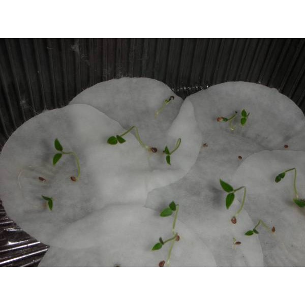 Hạt Giống Dưa Pepino  - Giàu Dinh Dưỡng, Năng Suất Cao - MUA 3 TẶNG 1 CÙNG LOẠI