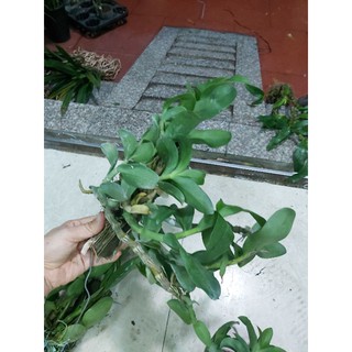 Trầm trắng bảng nhiều thân