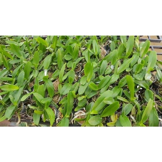 [Siêu Sale] nhạn thái 4n cây giống 12 tháng
