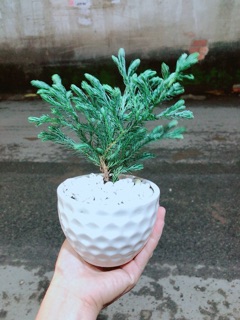Chậu Cây Tuyết Tùng