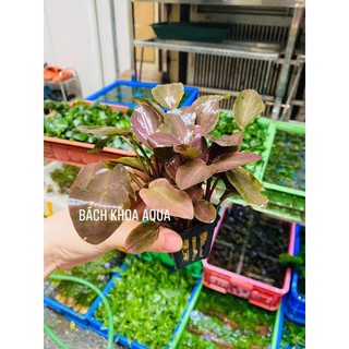 Cây Tiêu thảo Lagendra cho bể thủy sinh