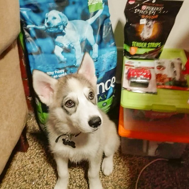 [Nhập Khẩu Canada] Thức Ăn Cho Chó Husky Con Nutrience Original Bao 2,5kg - Thịt Gà, Rau Củ Và Trái Cây Tự Nhiên