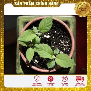 Hạt giống cây KiWi
