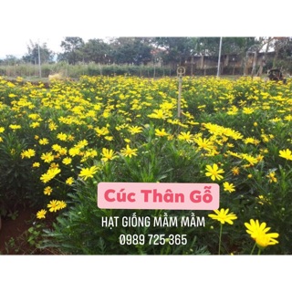 HẠT CÚC THÂN GỖ 250k 100gram ( 1 lạng ) 20.000 hạt